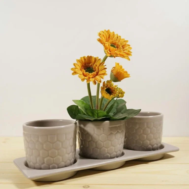 Chậu Cây Decor Trong Nhà: Điểm Nhấn Xanh Cho Không Gian Sống Hiện Đại